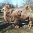 Camelus Bactrianus in ZOO Nowy Tomysl